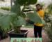 تصویری از بابا آدم غول پیکر