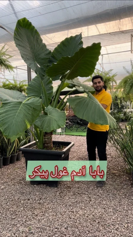 تصویری از بابا آدم غول پیکر