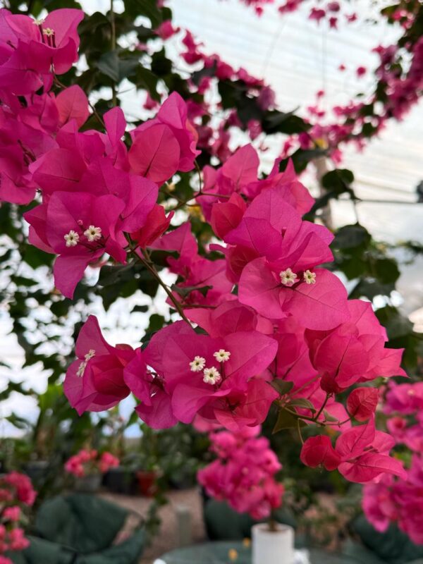 گل کاغذی صورتی