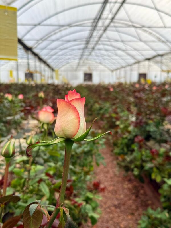 گلخانه ای از گل رز جذاب