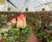 گلخانه ای از گل رز جذاب