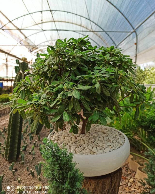 تصویری از درختچه بونسای