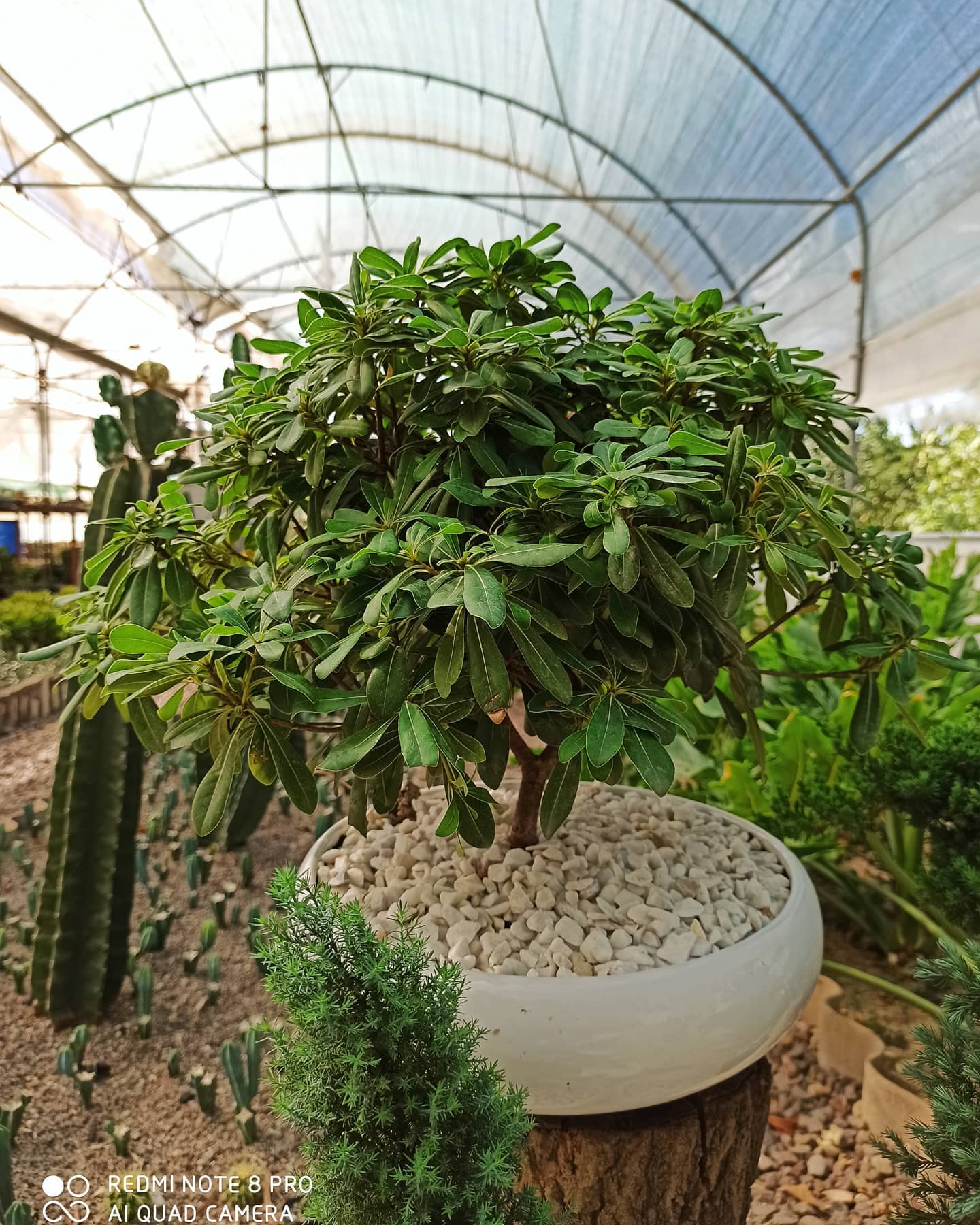 تصویری از درختچه بونسای